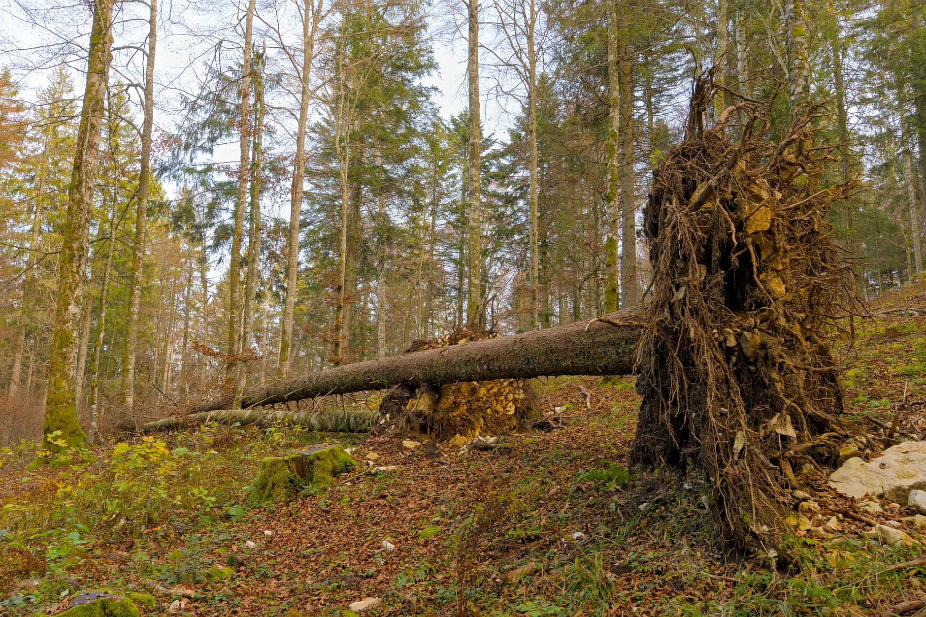 Enlèvement arbre urgence équipe à Romans-sur-Isère
